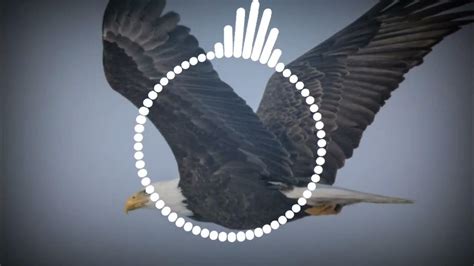 eagle ringtone|eagle call sound effect.